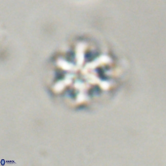 Discoaster stellimicros VR 19202