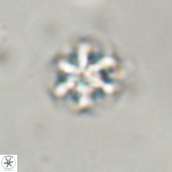 Discoaster stellimicros VR 19202