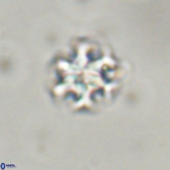 Discoaster stellimicros VR 19203