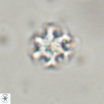 Discoaster stellimicros VR 19203
