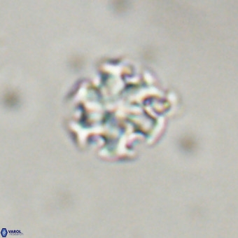 Discoaster stellimicros VR 19204