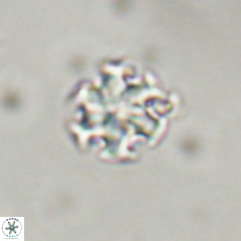 Discoaster stellimicros VR 19204