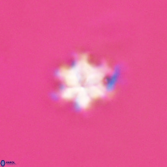 Discoaster stellimicros VR 19205