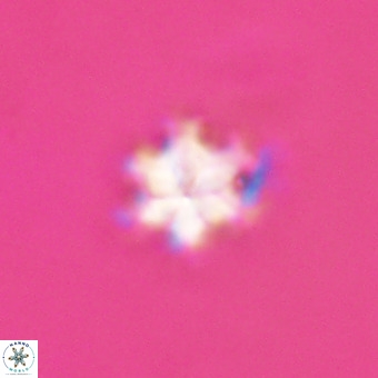 Discoaster stellimicros VR 19205