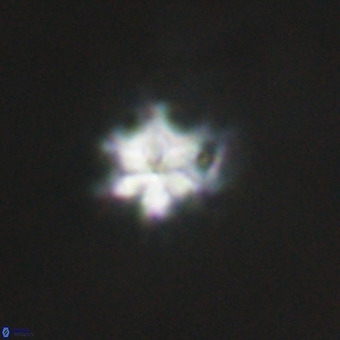 Discoaster stellimicros VR 19206