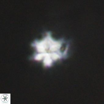 Discoaster stellimicros VR 19206