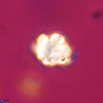 Discoaster stellimicros VR 19208