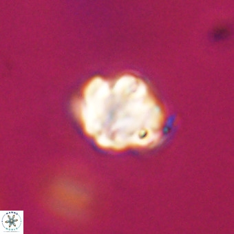 Discoaster stellimicros VR 19208
