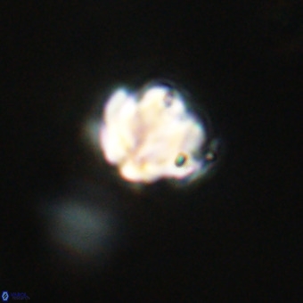 Discoaster stellimicros VR 19209