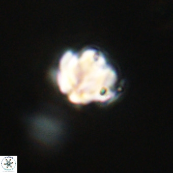Discoaster stellimicros VR 19209