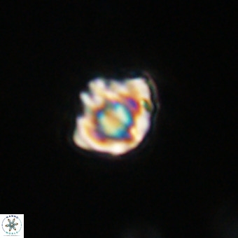 Discoaster stellimicros VR 19211
