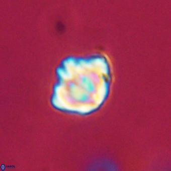 Discoaster stellimicros VR 19212