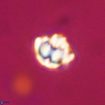 Discoaster stellimicros VR 19213