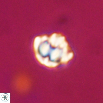 Discoaster stellimicros VR 19213