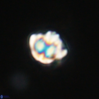 Discoaster stellimicros VR 19214