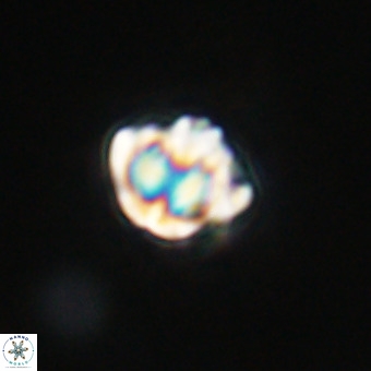 Discoaster stellimicros VR 19214