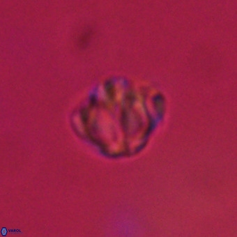 Discoaster stellimicros VR 19215