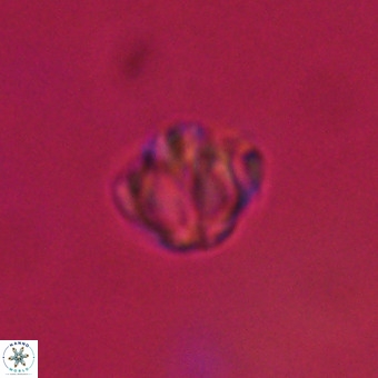 Discoaster stellimicros VR 19215