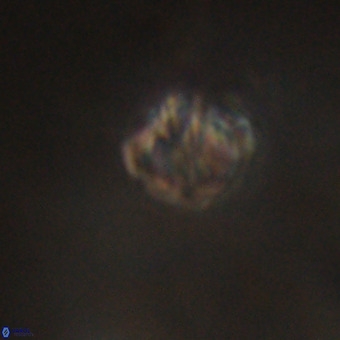 Discoaster stellimicros VR 19216