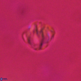 Discoaster stellimicros VR 19217