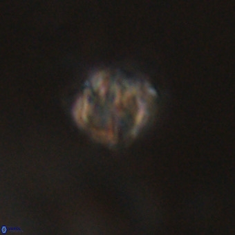 Discoaster stellimicros VR 19218