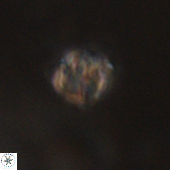 Discoaster stellimicros VR 19218