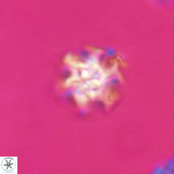 Discoaster stellimicros VR 19219