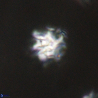 Discoaster stellimicros VR 19220