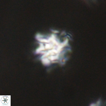 Discoaster stellimicros VR 19220