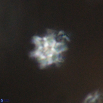 Discoaster stellimicros VR 19221