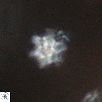 Discoaster stellimicros VR 19221