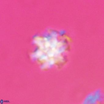 Discoaster stellimicros VR 19222