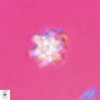 Discoaster stellimicros VR 19222