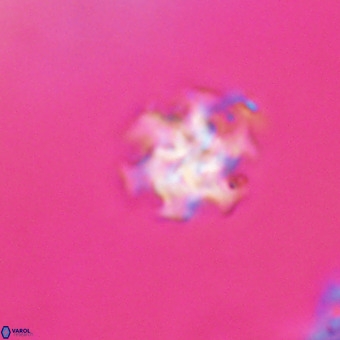 Discoaster stellimicros VR 19223