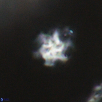 Discoaster stellimicros VR 19224