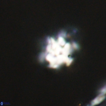 Discoaster stellimicros VR 19225