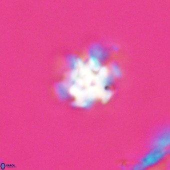 Discoaster stellimicros VR 19226