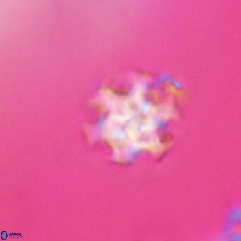 Discoaster stellimicros VR 19227