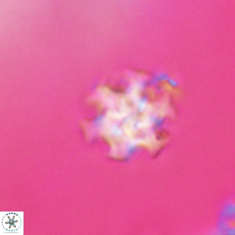 Discoaster stellimicros VR 19227