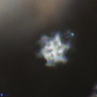 Discoaster stellimicros VR 19228