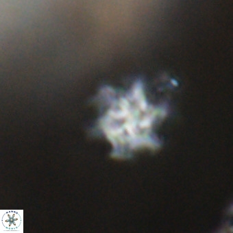 Discoaster stellimicros VR 19228