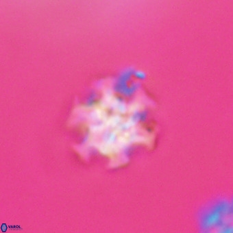 Discoaster stellimicros VR 19230