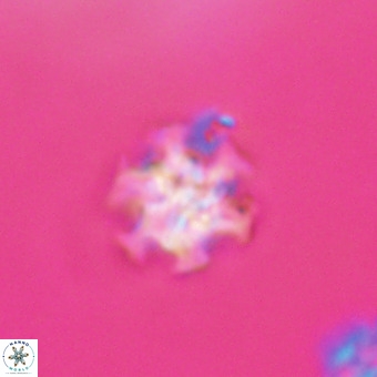 Discoaster stellimicros VR 19230