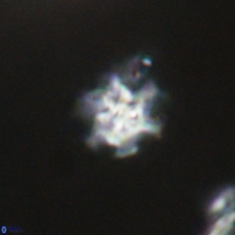 Discoaster stellimicros VR 19231