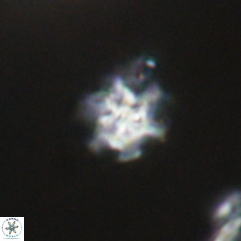 Discoaster stellimicros VR 19231