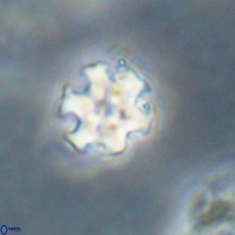 Discoaster stellimicros VR 19233