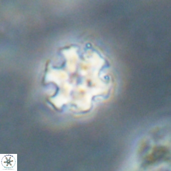 Discoaster stellimicros VR 19233