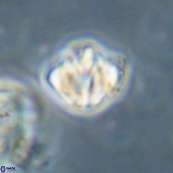 Discoaster stellimicros VR 19234