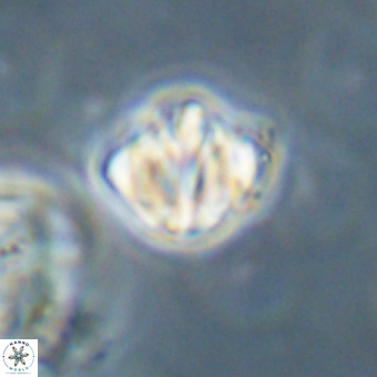 Discoaster stellimicros VR 19234