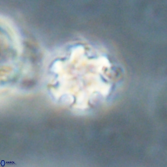 Discoaster stellimicros VR 19236